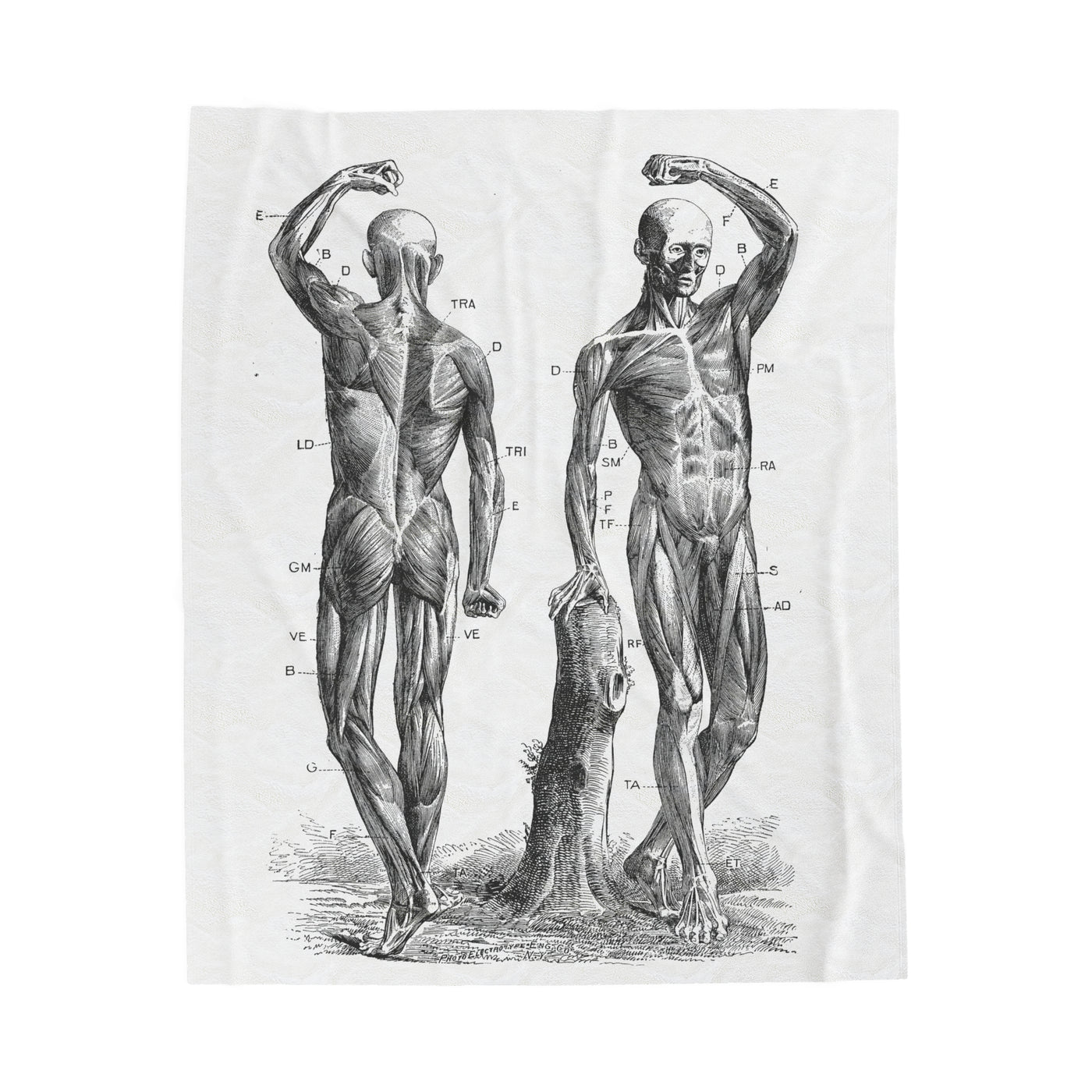 Blanket: Men's Anatomy Blanket